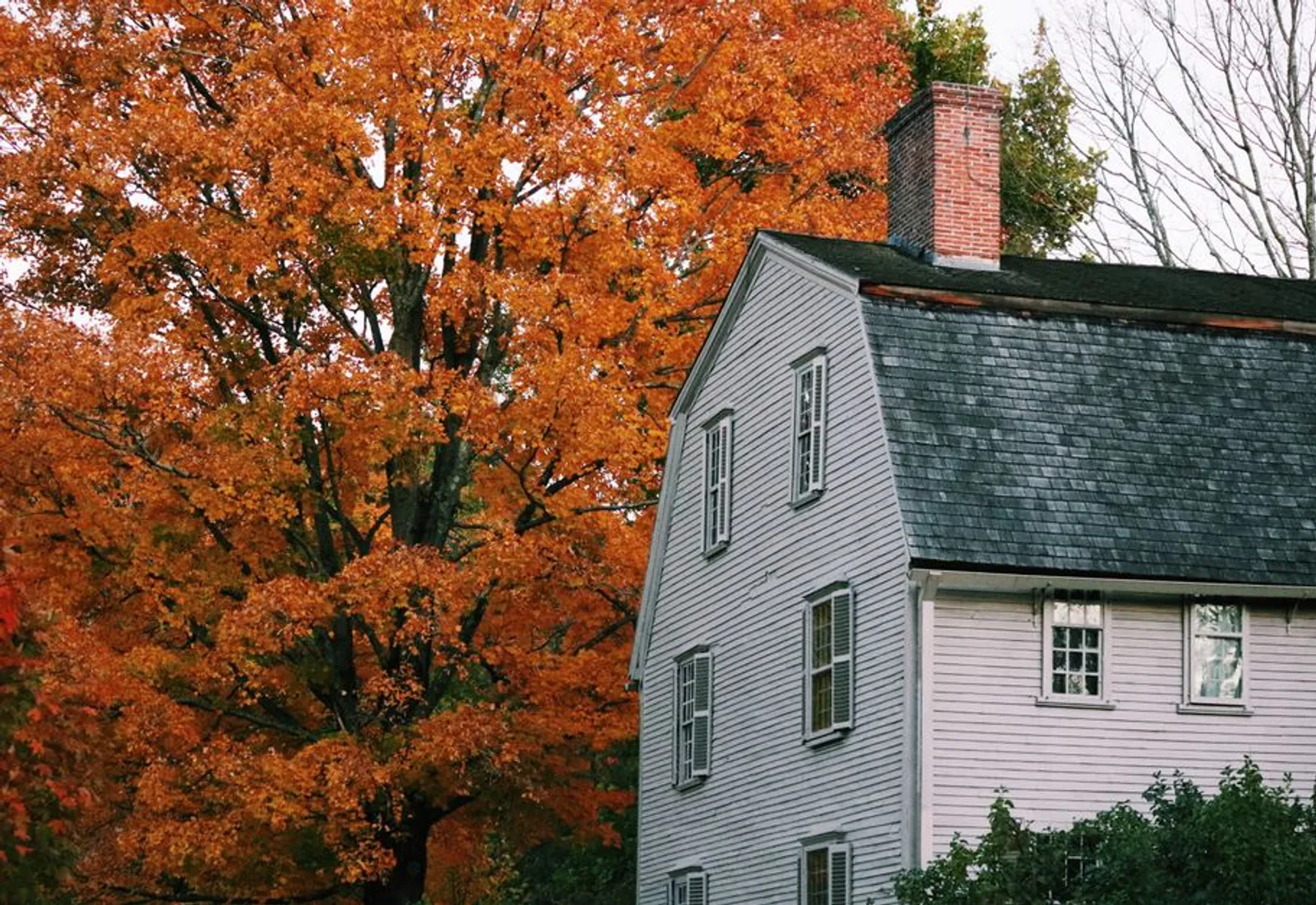 The house framed by a maple in full autumn colour