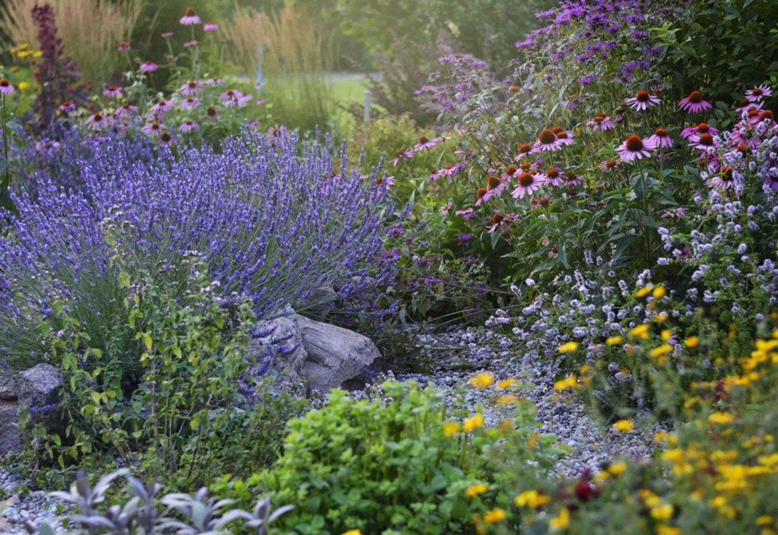 The garden path in spring, beds green and coming into flower